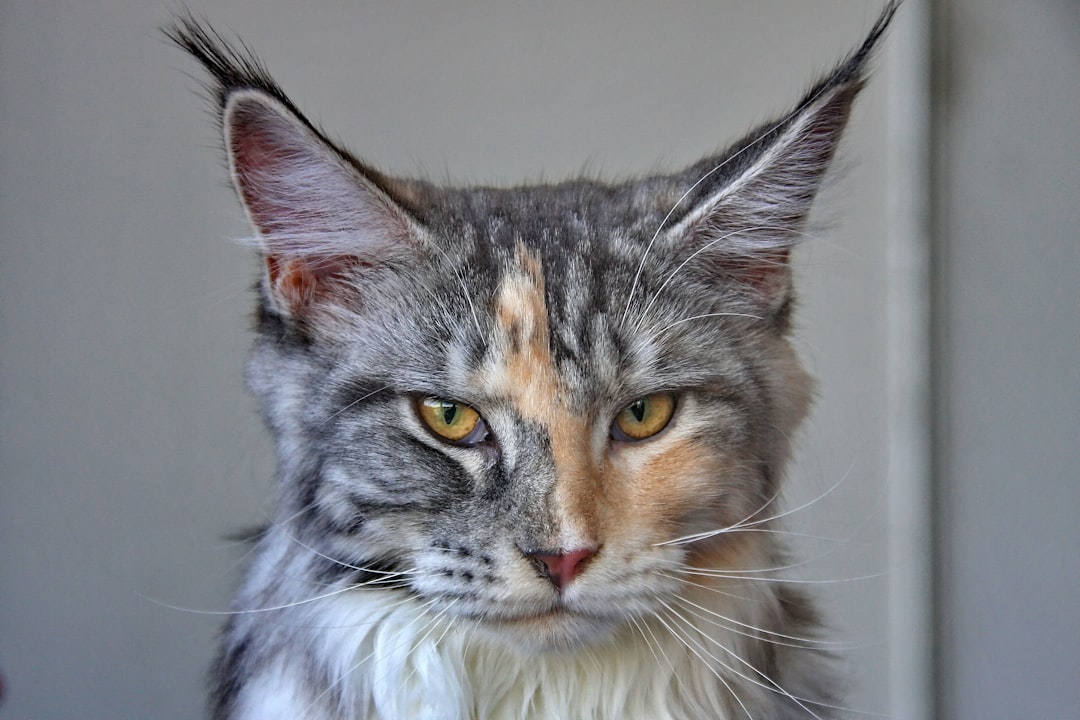 The Majestic Maine Coon: Exploring the Black Beauty