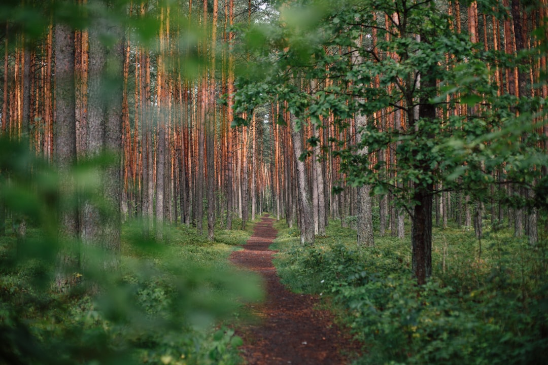 Photo Nature, trees